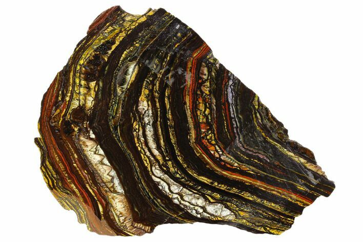 Polished Tiger Iron Stromatolite - Billion Years #129206
